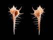 Murex-djarianensis-poppei-juv-42.5-mm-Thailand-Z-Andaman-Sea-Phuket-offshore-off-Racha-Islands-RC-2805