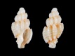 Murexsul-nothokieneri-9.0-mm-Zuid-Afrika-Cape-Jeffreys-Bay-RC-2493