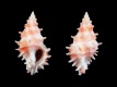 Murexsul-oxytatus-31.5-mm-Verenigde-Staten-Florida-Baco-Raton-NE-of-Boca-Inlet-RC-1836