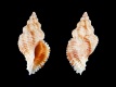 Murexsul-planiliratus-13.7-mm-Australie-W-Cockburn-Sound-RC-5272