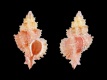 Murexsul-tokubeii-ex-Pisce-10.3-mm-Zuid-Afrika-Natal-Richards-Bay-RC-4823