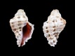 Murichorda-fiscellum-17.4-mm-Egypte-Sinai-Golf-van-Akaba-Dahab-RC-1390