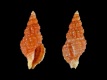 Muricopsis-cf.-suga-9.4-mm-Senegal-Almadies-RC-5273