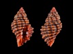 Muricopsis-deformis-13.6-mm-Honduras-Isla-de-Roatan-RC-2095