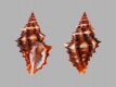 Muricopsis-zeteki-24.8-mm-Galapagos-Islands-Santa-Cruz-RC-5166