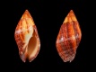 Nassa-tuamotuensis-42.8-mm-Frans-Polynesie-Tahiti-Afaahiti-RC-5001
