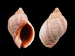 Nucella-emarginata-21-mm-Verenigde-Staten-California-San-Simeon-RC-1588