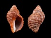 Nucella-species-19.1-mm-Zuid-Afrika-Port-Elizabeth-Algoa-Bay-RC-2428