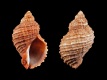 Nucella-squamosa-34-mm-Zuid-Afrika-Cape-Gonubie-off-East-London-RC-1796