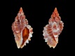 Ocenebra-coseli-9.4-mm-Ghana-Matrachmi-Point-RC-5295