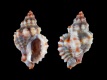 Ocenebra-edwardsii-13.6-mm-Italie-Sardinie-Iglesias-Nebida-RC-5308