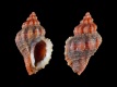 Ocenebra-edwardsii-13.9-mm-Italie-Sardinie-Iglesias-Nebida-RC-5308