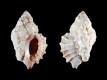 Ocenebra-edwardsii-15-mm-Griekenland-O-Cyclads-Archipelago-RC-2487