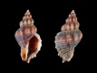 Ocenebra-edwardsii-16.3-mm-Italie-Sardinie-Cagliari-Poetto-RC-5307