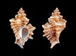 Ocenebra-erinaceus-53.3-mm-Portugal-Algarve-Lagos-RC-2489