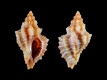 Ocenebra-ingloria-12.8-mm-Italie-Triest-RC-5309
