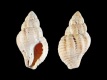 Ocinebrina-aciculata-11.3-mm-Frankrijk-Normandie-Cotentin-Omonville-la-Rogue-RC-2044