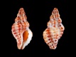 Ocinebrina-aciculata-14.5-mm-Frankrijk-Pyrenees-Orientales-Cote-Vermeille-Argeles-sur-Mer-Plage-du-Racou-RC-5129