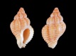 Ocinebrina-aciculata-9.3-mm-Spanje-Z-RC-0230