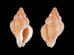 Ocinebrina-aciculata-9.3-mm-Spanje-Z-RC-0230