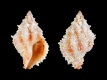Orania-pacifica-ex-Pisce-11.3-mm-Zuid-Afrika-Natal-Richards-Bay-RC-4824