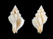 Orania-pleurotomoides-14.9-mm-Filippijnen-Mindanao-Davao-del-Sur-Digos-RC-1802