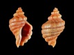 Paratrophon-cheesemani-12.4-mm-Nieuw-Zeeland-Noordereiland-Auckland-Maori-Bay-Muriwai-RC-5281