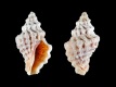 Paratrophon-quoyi-13.4-mm-Nieuw-Zeeland-North-Auckland-Stanmore-Bay-Wangaparaoa-RC-1822