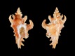 Poropteron-quinquelobatus-15.7-mm-Zuid-Afrika-Cape-St.-Francis-RC-5296