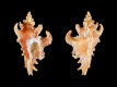 Poropteron-quinquelobatus-15.7-mm-Zuid-Afrika-Cape-St.-Francis-RC-5296