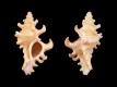 Poropteron-uncinarius-26.1-mm-Zuid-Afrika-Cape-Jeffreys-Bay-RC-2505