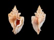 Pterochelus-triformis-54-mm-Australie-Z-RC-1837