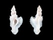 Pterynotus-elongatus-63-mm-Japan-Kobo-RC-1609