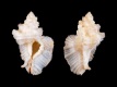 Pterynotus-tripterus-46.6-mm-Filippijnen-Samar-Island-RC-2556
