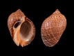Purpura-persica-82.2-mm-Filippijnen-RC-2518