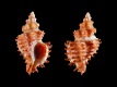 Rolandiella-umbilicata-17.2-mm-Australie-Z-Smokey-Bay-RC-5234