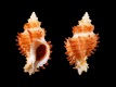 Rolandiella-umbilicata-19.9-mm-Australie-Z-Port-Lincoln-RC-5165