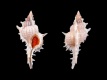 Siratus-beauii-51.2-mm-Verenigde-Staten-Florida-W-of-Sanibel-Island-RC-2530