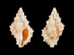 Spinidrupa-infans-ex-Pisce-11.2-mm-Zuid-Afrika-Natal-Richards-Bay-RC-4822