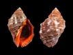 Stramonita-haemastoma-56.7-mm-Spanje-Canarische-Eilanden-La-Gomera-Valle-Gran-Rey-Charco-del-Conde-RC-3211-b