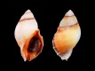 Stramonita-haemastoma-freak-25.3-mm-Spanje-Canarische-Eilanden-La-Gomera-Valle-Gran-Rey-Charco-del-Conde-RC-3212