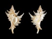 Timbellus-vespertilio-19.2-mm-Filippijnen-Mindanao-Balut-Island-off-Tinina-RC-5265