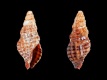 Trachypollia-turricula-13.4-mm-Canarische-Eilanden-Tenerife-RC-5041