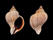 Trophon-geversianus-var.-acordonada-43.8-mm-Argentinie-Tierra-del-Fuego-Province-Rio-Grande-Punta-Maria-RC-5100