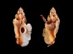 Typhinellus-occlusus-42.1-mm-Filippijnen-Mindanao-Island-Davao-RC-2555-a1