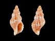 Vaughtia-fenestrata-11.1-mm-Zuid-Afrika-Cape-Jeffreys-Bay-RC-2506