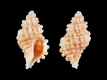 Vaughtia-scrobiculata-11.2-mm-Zuid-Afrika-Port-Elizabeth-Cape-Recife-RC-2483