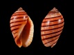 Vexilla-vexillum-16.9-mm-Filippijnen-Mactan-Island-RC-5242