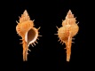 Vokesimurex-bobyini-53.4-mm-Filippijnen-Cebu-Mactan-Island-RC-5171