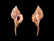 Vokesimurex-kiiensis-66.8-mm-Filippijnen-Aliguay-Island-Dipolog-RC-4212